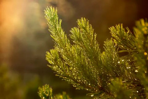 Green pine branches in the light of the sun with an orange tint Stock Photos