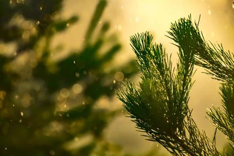 Green pine branches in the light of the sun with an orange tint Stock Photos