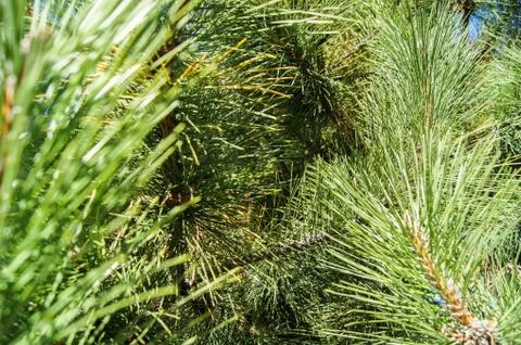 Green pine branches. Foto stock