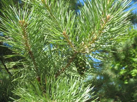 Green pine branches. Stock Photos