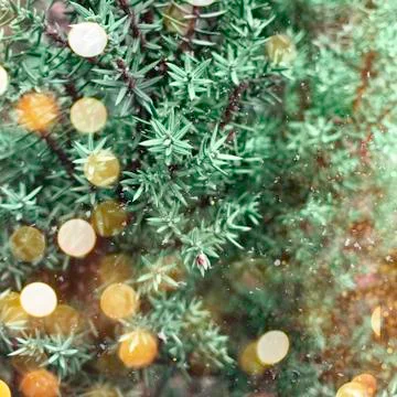 Green pine branches Stock Photos