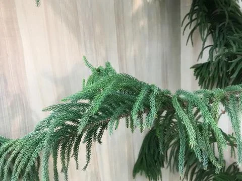 Green pine branches with sunlight shines on white cotton curtain Stock Photos