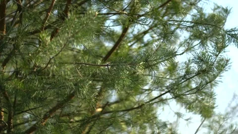 Green pine branches sway in the wind, creating a serene and calming atmosphere Stock Footage 304365156