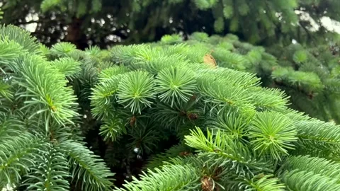 Green pine branches sway in the wind, creating a serene and calming atmosphere Stock Footage 311134357
