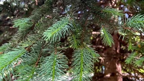 Green pine branches sway in the wind, creating a serene and calming atmosphere Stock Footage 311134358