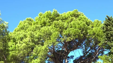 Green pine branches swaying in the wind against the blue sky. Makarska. Croatia Stock Footage 99534800