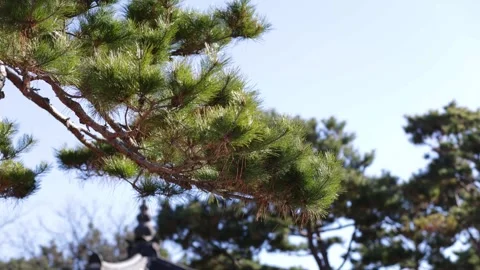 Green pine branches swaying in the wind nature video Stock Footage 324935932