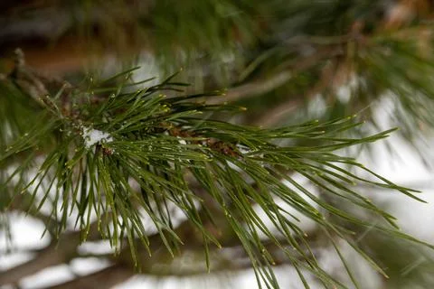 Green pine branches in winter against the sky Stock Photos