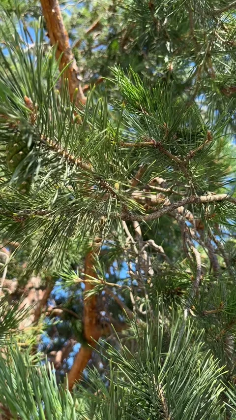 Green pine branches with young cones Stock Footage 346184670