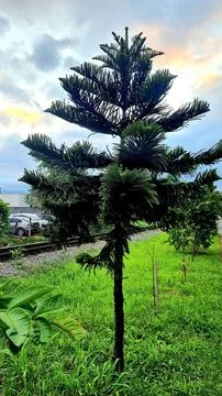 Green Pine in the city Stock Photos