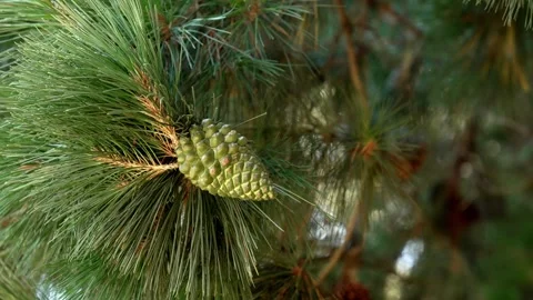Green pine cone among needle covered branches Stock Footage 338343659