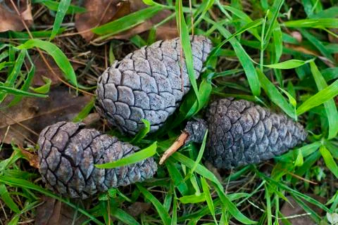 Green pine cone and pine-needles Stock Photos
