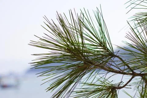 Green pine cone and pine-needles Stock Photos
