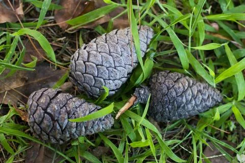 Green pine cone and pine-needles in the forest Foto stock