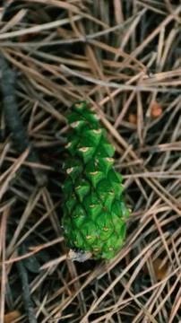 Green pine cone on the background of needles Foto stock