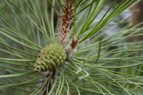 Green Pine Cone Close Up Stock Photos