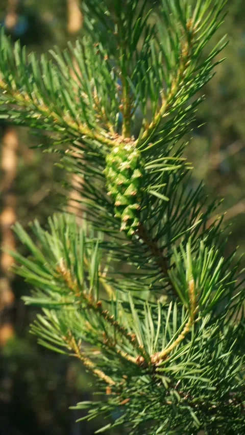 Green pine cone develops on a branch surrounded by lush green needles in a Stock Footage 337512005