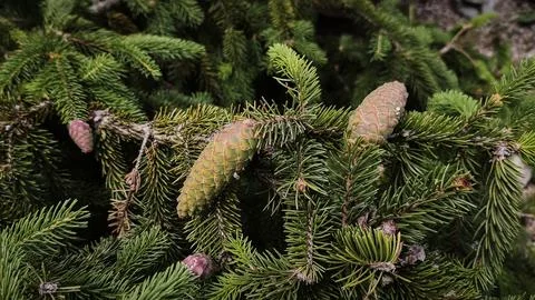 Green pine cone grows on needle branch of evergreen tree in forest. Stock Photos