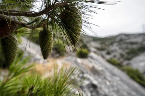 Green Pine Cone Macro with Marble Quarry Background Greece Stock Photos