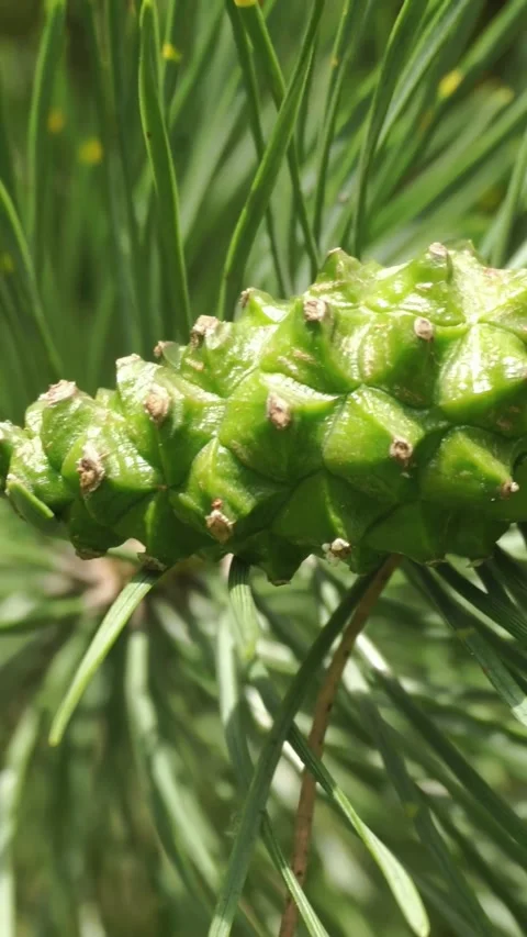Green pine cone nestled among long needle leaves, showcasing detailed texture Stock Footage 339104347