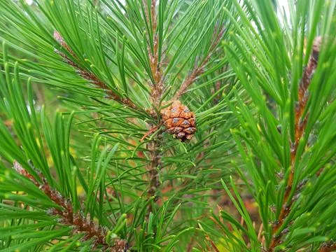 Green pine with cone Stock Photos