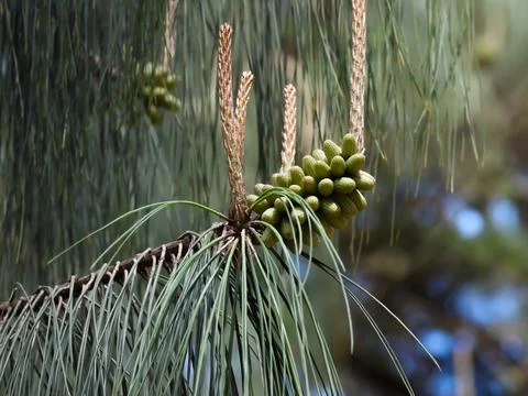 Green pine cone. Stock Photos