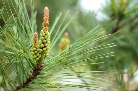 Green pine cone of pine tree Stock Photos