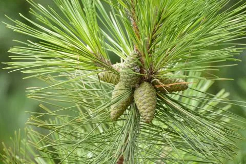 Green pine cone of pine tree Foto stock