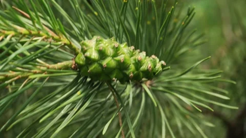 Green pine cone progressively shown on a branch with surrounding pine needles, Stock Footage 337585804