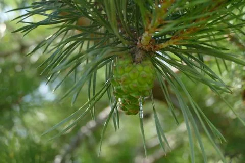 Green pine cone with resin suny day Stock Photos