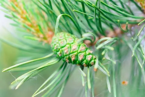 Green pine cone tree 写真素材