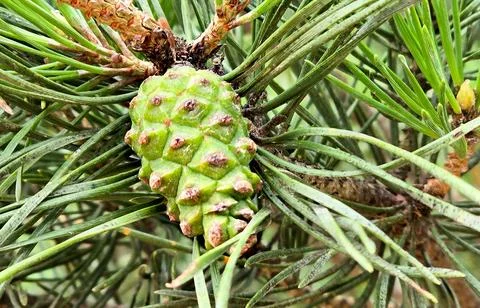 Green pine cone on young pine tree, fresh growth, nature, ecology Stock Photos