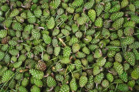 Green pine cones background. Coniferous are used in herbal medicine. Stock Photos