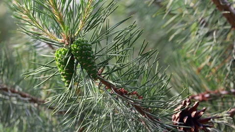 Green pine cones on branch with needles close up Stock Footage 334218265