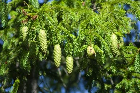Green pine cones on a branch of Stock Photos
