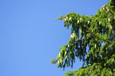 Green pine cones on a branch of Stock Photos