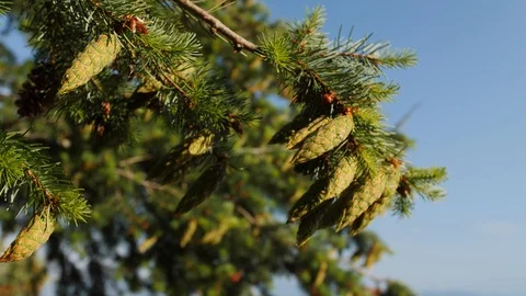 Green pine cones on branches close up in the sunlight at golden hour 스톡 동영상 104922374