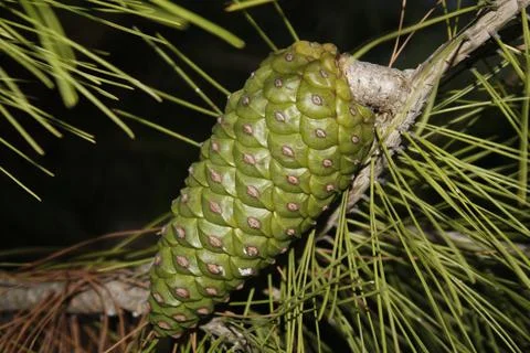 Green pine cones hanging on the tree. Stock Photos