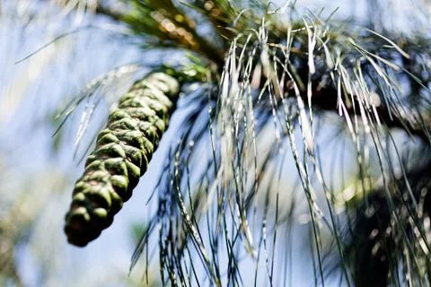 Green pine cones Stock Photos