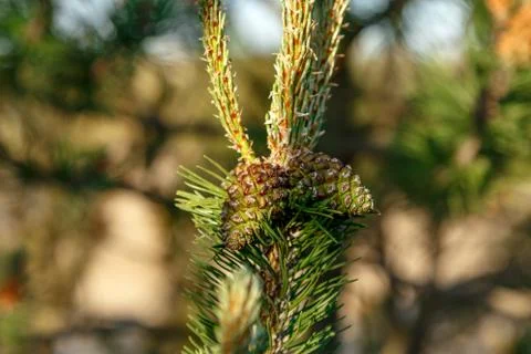 Green pine cones Stock Photos
