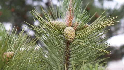 Green  pine cones in the wind Stock Footage 132001618