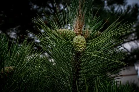 Green pine cones in the wind Stock Photos