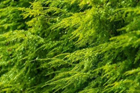 Green pine conifer pattern in nature. Evergreen needles on branches. Foliage  Foto stock