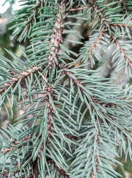 Green pine, coniferous forest. Foto stock
