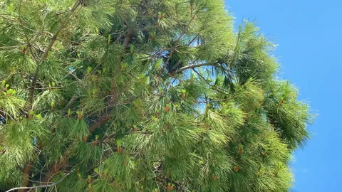 Green pine conifers sway in the wind against a bright blue sky. Summer holidays Video stock 275960201