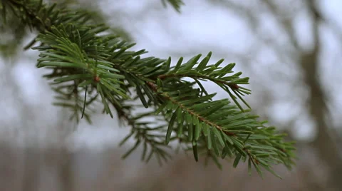 Green pine Stock Footage 1098456