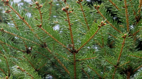 Green pine Stock Footage 1312082