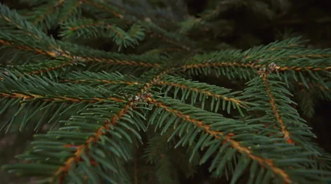 Green pine Stock Footage 1312897