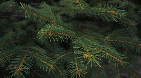 Green pine Stock Footage 5697768