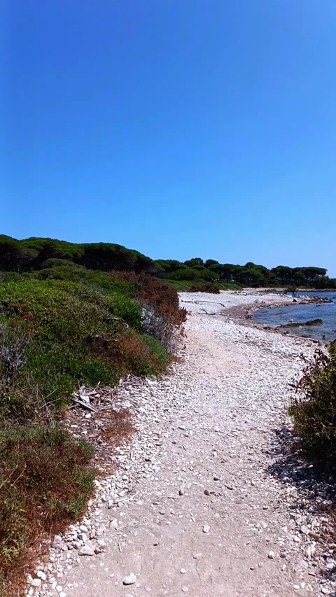 Green Pine Forest and Blue Sky Path at Ile Sainte-Marguerite 스톡 동영상 344442251